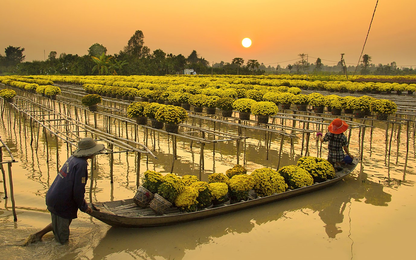 TOUR VƯỜN QUÝT LAI VUNG- LÀNG HOA SA ĐÉC 1N